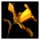 Daffodil 003